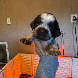 Pink Collar Girl - Liver white and roan female English Springer Spaniel puppy in Collins, Georgia from English Springer Spaniels at Lands Lodge