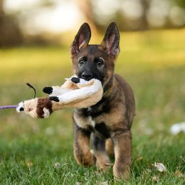 German Shepherds from rob vinezeano