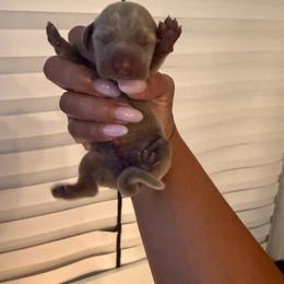 Cutie - Fawn (isabella) and tan female Dachshund puppy in Homestead, Florida from Weenie Land Miami
