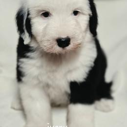 Ivory collar - Gray and white female Old English Sheepdog puppy in Smallett, Missouri from Chasin Angus Sheepdogs