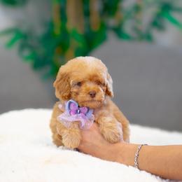 Fawn - Apricot female Goldendoodle puppy in Fort Myers, Florida from Corgis & Doodles