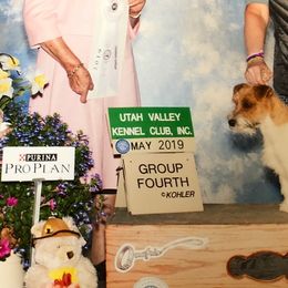 Russell Terriers from Jennifer's Terriers