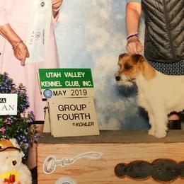 Russell Terriers from Jennifer's Terriers