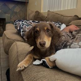Riley - Dachshund