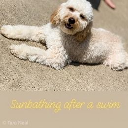 Goldendoodle Puppies from Coal Country Doodles