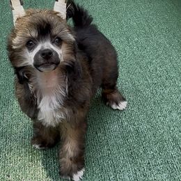 Posh - Sable female Chinese Crested puppy in Dublin, California from Show Style Chinese Cresteds