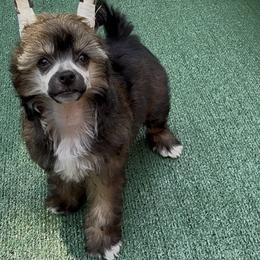 Posh - Sable female Chinese Crested puppy in Dublin, California from Show Style Chinese Cresteds