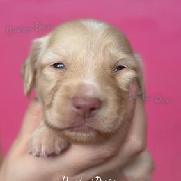 Pilot Barbie - Cream female Dachshund puppy in Chandler, Arizona from Vonaducci Doxies, LLC.