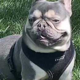 French Bulldog puppies from Blue Ribbon French Bulldogs