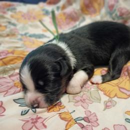 Waylon - Black tri-color male Australian Shepherd puppy in Okeechobee, Florida from Rothsolid Aussies