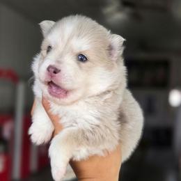 Graham - Merle male Pomsky puppy in Mc Callsburg, Iowa from SZ Rolling Acres LLC