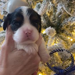 Girl 2 - Tri-color female Cavalier King Charles Spaniel puppy in Melbourne, Florida from Majestic Cavaliers of Melbourne FL