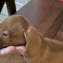 Dachshunds from Coffey’s mini Dachshounds