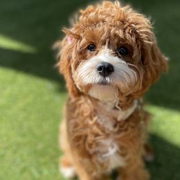 Kona - Cavapoo