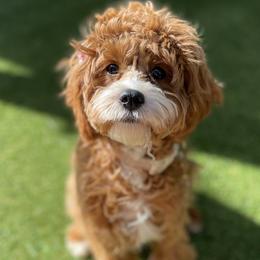 Kona - Cavapoo