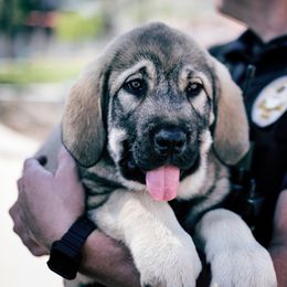 Spanish Mastiff Puppies from Hoof and Fang Spanish Mastiffs