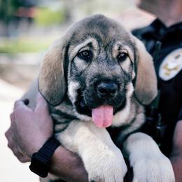 Spanish Mastiff Puppies from Hoof and Fang Spanish Mastiffs