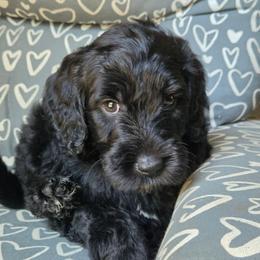 Star - Black female Goldendoodle puppy in Kansas City, Missouri from Poppy's Doodles
