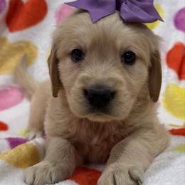 Clarice: Purple collar - Golden female Golden Retriever puppy in Monterey, Tennessee from Lawson’s Green Acres Goldens and Mini Dachshunds