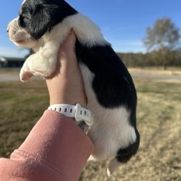 Buddy - Piebald male Dachshund puppy in Mc Alester, Ok, Oklahoma from New Hope Miniature Dachshunds