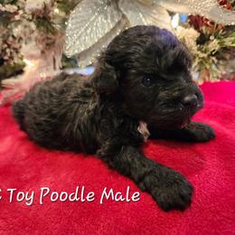 Poodle Puppies from Wendy's Poodles