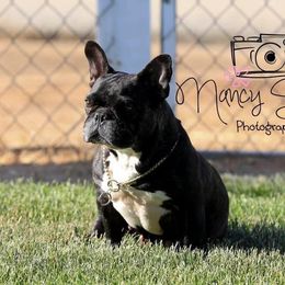 Checkers - French Bulldog