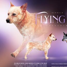 Bingo - Australian Cattle Dog