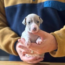 Boy 2 - Blue fawn male Italian Greyhound puppy in Sugar Valley, Georgia from Pinnacle Farm and Kennel