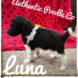 Poodle Puppies from Authentic Poodle Co