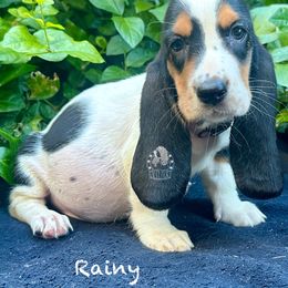 Rainy - Black white and brown female Basset Hound puppy in Dingess, West Virginia from Tuckers' Howling Hounds