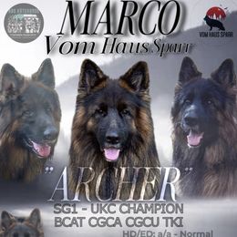 Archer - German Shepherd
