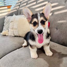 Lulu's Red Boy - Black and tan male Pembroke Welsh Corgi puppy in Vilonia, Arkansas from Lucky Pups Corgis