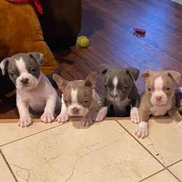 Boston Terriers from Valerie’s Boston Terriers