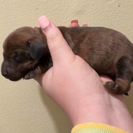 Bb - Brindle male Dachshund puppy in Livingston, Kentucky from Illyria Dox & GSD