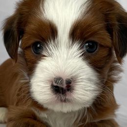Cavapoos, Havanese, Havapoos, and Poodles from West Cobb Dogs