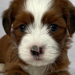 Cavapoos, Havanese, Havapoos, and Poodles from West Cobb Dogs