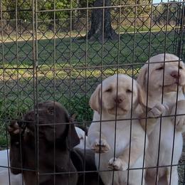 Labrador Retriever Puppies from Shannon Sandifer