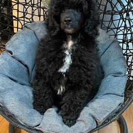Poodles from Piva’s Prestige Miniature Poodles