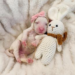 Joy - Parti female Goldendoodle puppy in Sulphur, Louisiana from Curly Q’s Of Carlyss