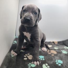 Atlas - Blue male Great Dane puppy in Kannapolis, North Carolina from Carolina Great Danes & Toy Poodles