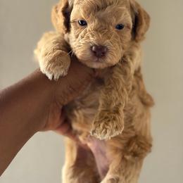 Truffle - Apricot male Poodle puppy in Kissimmee, Florida from Unique Poodles