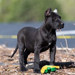 Black girl - Black Perro de Presa Canario puppy in Leitchfield, Kentucky from Rey Gladiador Presa Canario