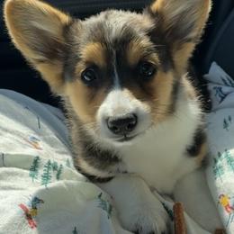 American Corgi Puppies from Downeast Corgis