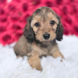 Cristal silky or longhair know in a week - Red female Dachshund puppy in Richmond, Virginia from Irresistible Dachshunds & Cavaliers