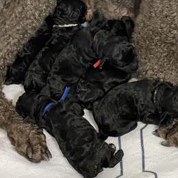 Green - Black female Poodle puppy in Hamilton Square, New Jersey from Sweet Standards