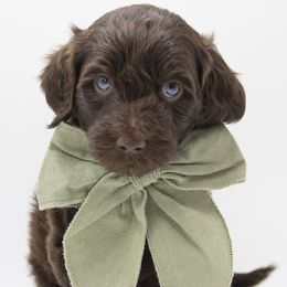 Rudolph - Red Collar - Chocolate male Labradoodle puppy in Lehi, Utah from Our Little Farm Life Doodles