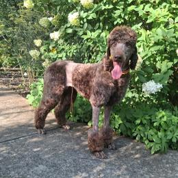 Poodle puppies from Pandora