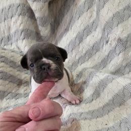 Nova (Girl 2) - White female French Bulldog puppy in Cabool, Missouri from Shannon French Bulldogs