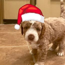 Wendi - Goldendoodle puppy from Furever Doodle