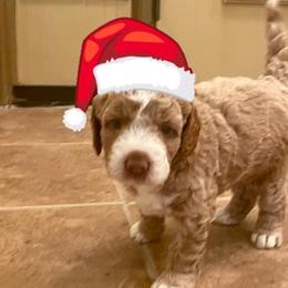 Wendi - Goldendoodle puppy from Furever Doodle
